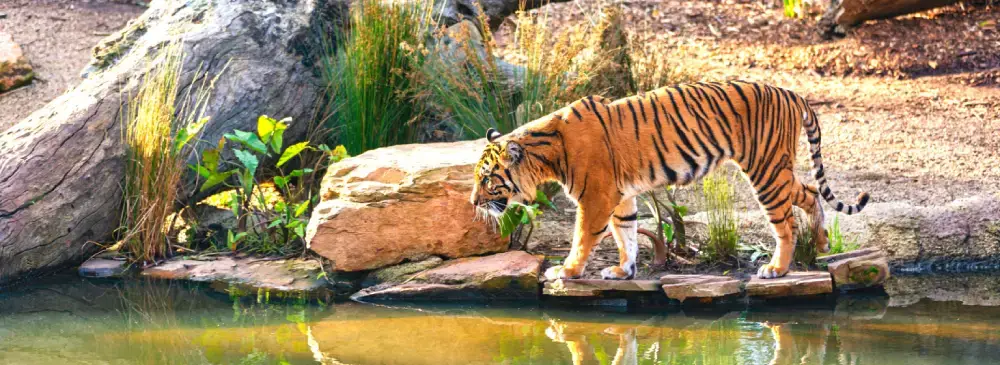 The Jungle Safari